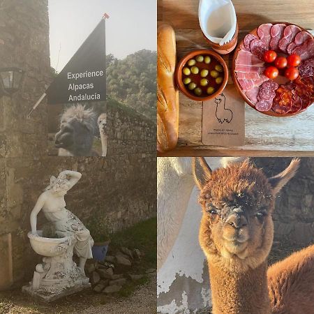 Апартаменты Experience Alpacas In Andalucia Кордова Экстерьер фото