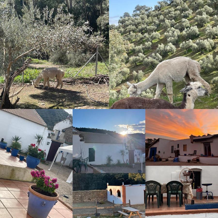 Апартаменты Experience Alpacas In Andalucia Кордова Экстерьер фото