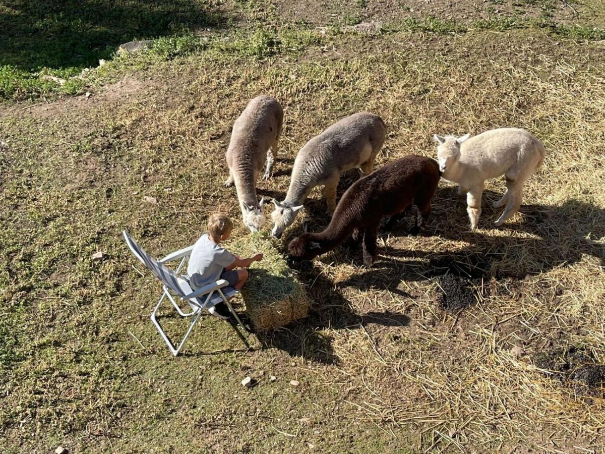 Апартаменты Experience Alpacas In Andalucia Кордова Экстерьер фото