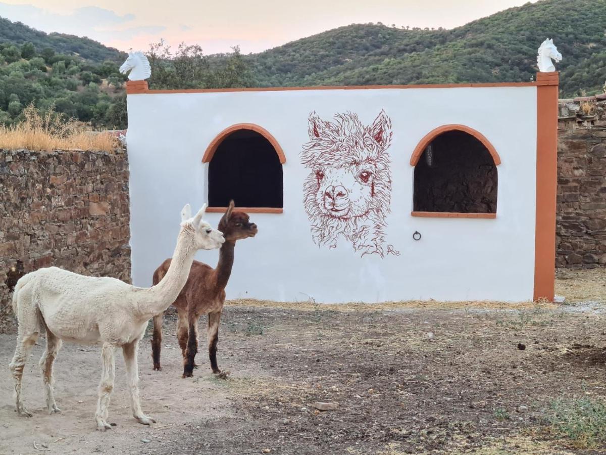 Апартаменты Experience Alpacas In Andalucia Кордова Экстерьер фото