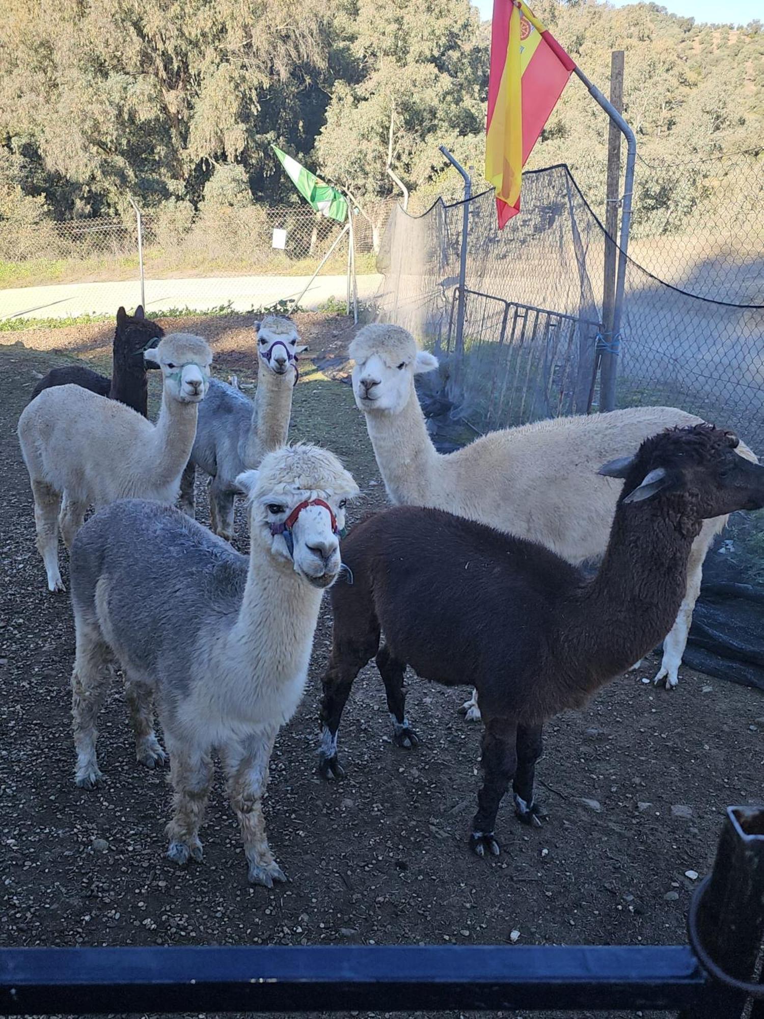 Апартаменты Experience Alpacas In Andalucia Кордова Номер фото